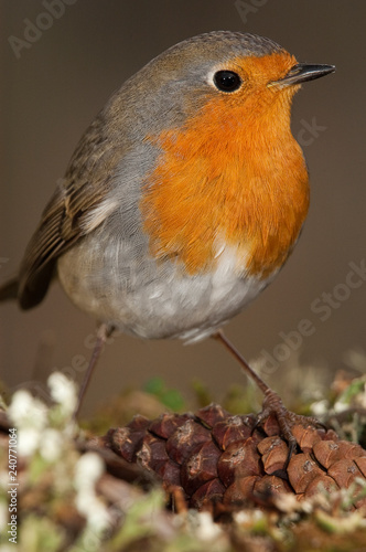 Robin - Erithacus rubecula, bird close-up