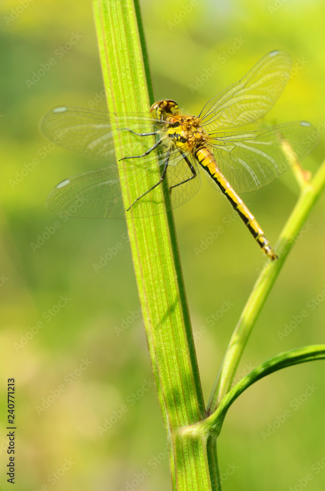 Dragonfly is an insect living near water bodies. Dragonfly is an insect living near water bodies.