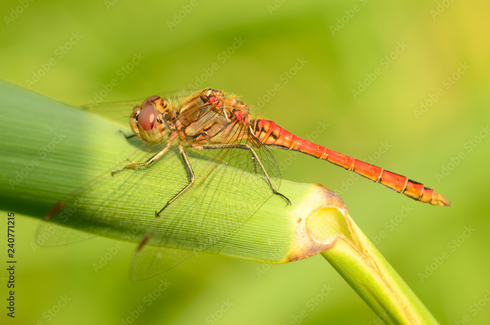 Dragonfly is an insect living near water bodies. Dragonfly is an insect living near water bodies.