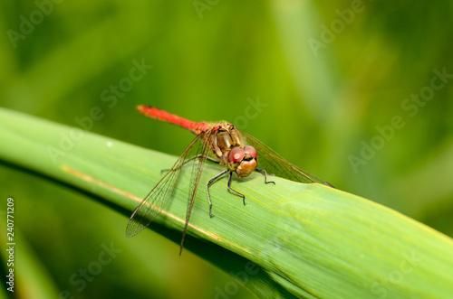 Dragonfly is an insect living near water bodies. © borroko72
