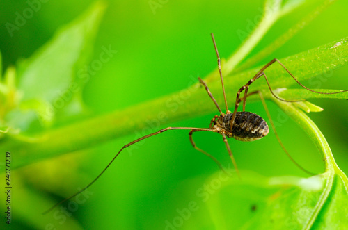 Spider sitting on the grass. © borroko72