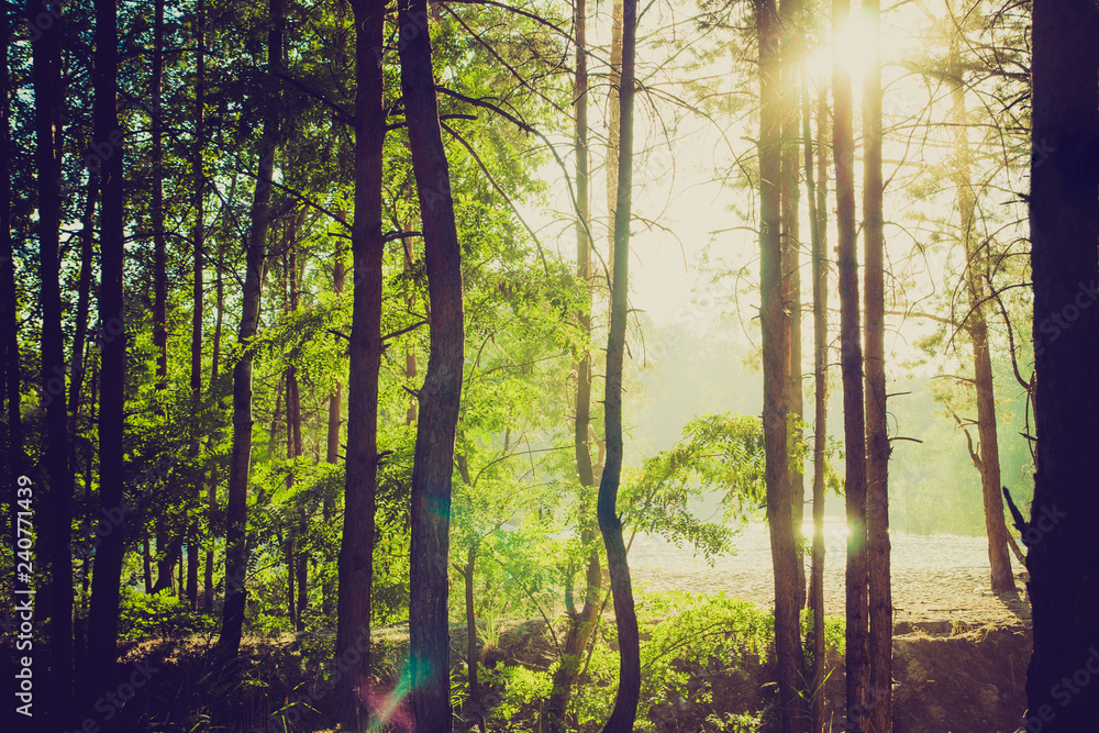 Naklejka premium pine forest