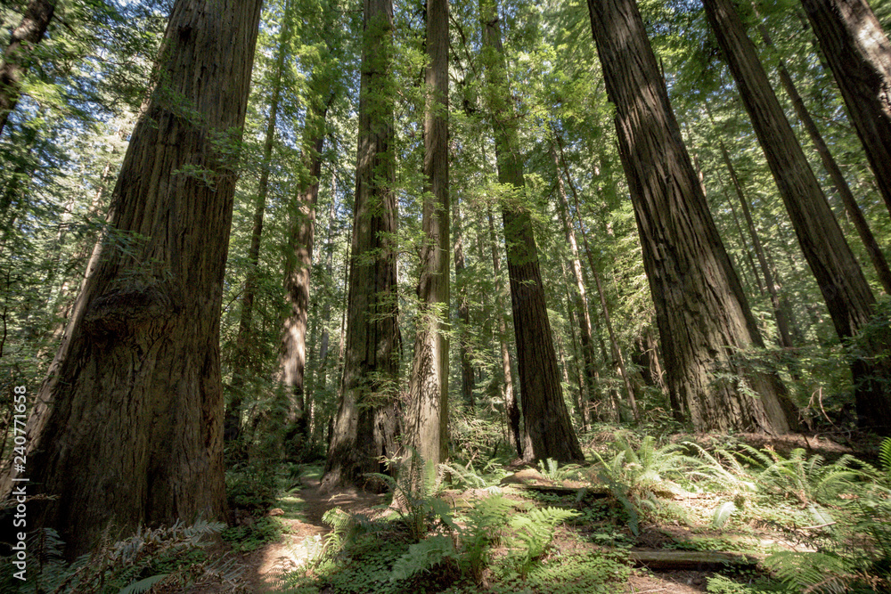 Grove of redwood trees in the forest in California at Redwood National Park Grove of redwood trees in the forest in California at Redwood National Park