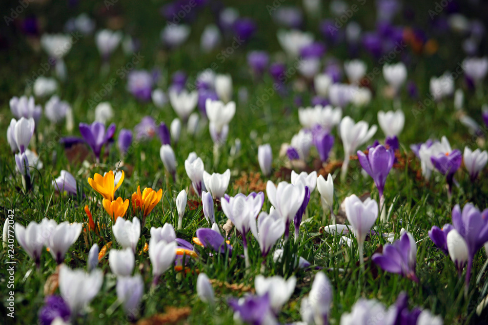 Naklejka premium Viele Krokusse Pflanzen (Crocus) in der Farbe Weiß, Lila, Orange, Gelb auf einer Wiese.
