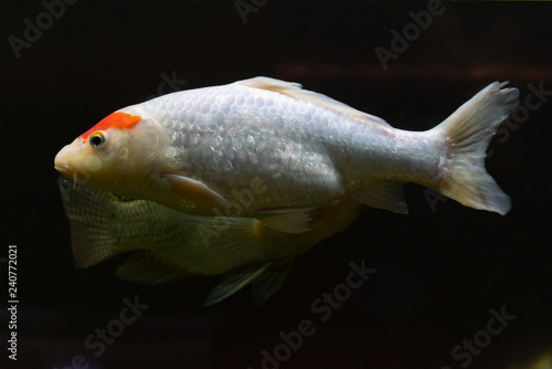 beautiful white fish with orange spots under water