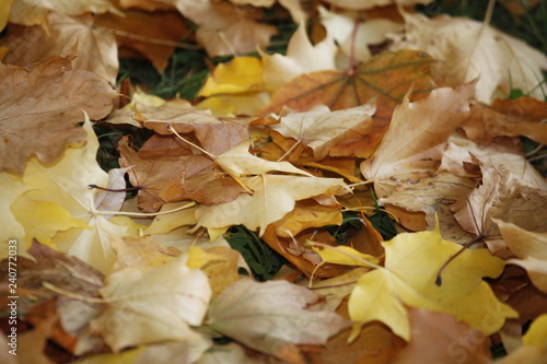 Bunte Herbst Blätter in Braun, Gelb, Orange