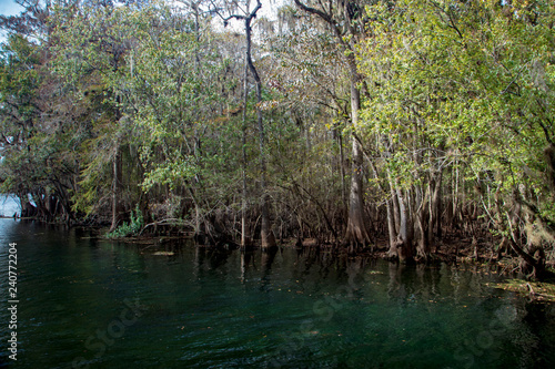 Cyrpress trees and Spanish Moss line the shore of the emerald green waters of the Suwanee River at Manatee Springs along the Nature Coast in Florida where water sports are enjoyed by all ages photo