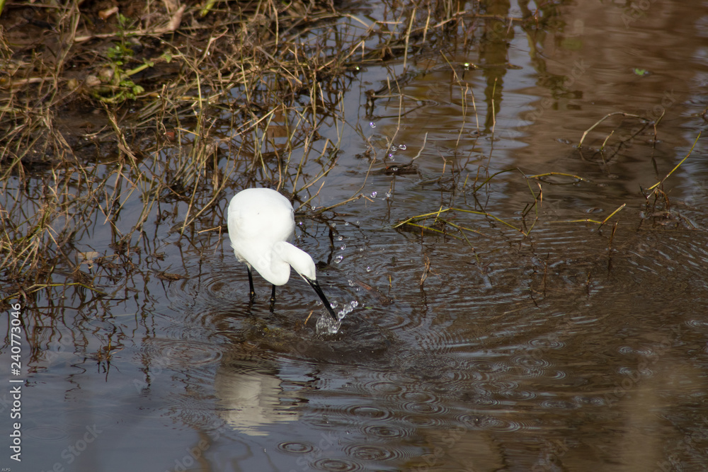Little egret (egretta garzetta) picking up her food inside the river water Little egret (egretta garzetta) picking up her food inside the river water