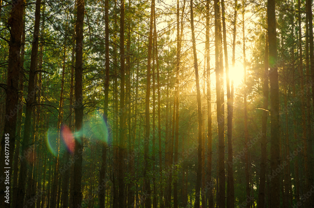 Obraz premium pine forest