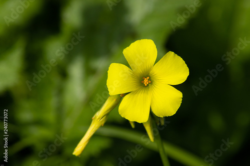 macro of a yellow flower