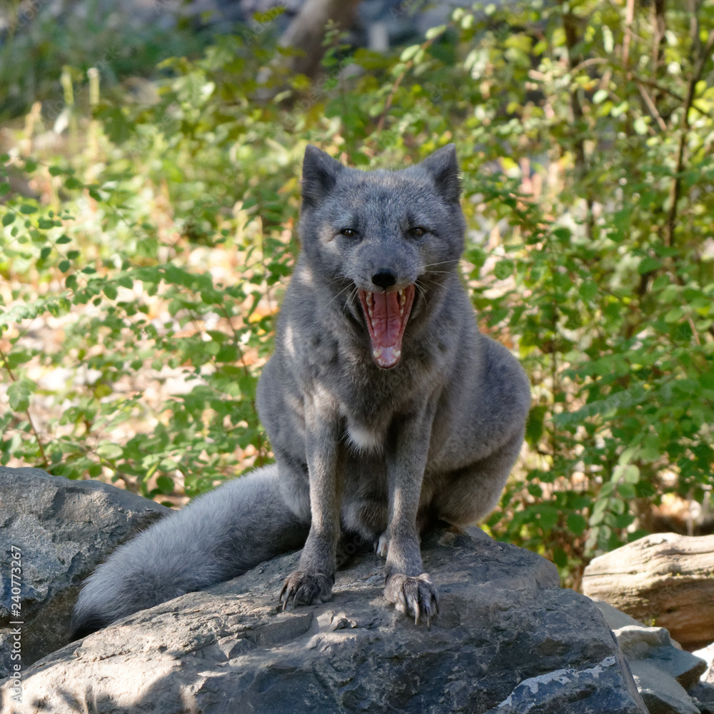 Fototapeta premium Renard polaire 8