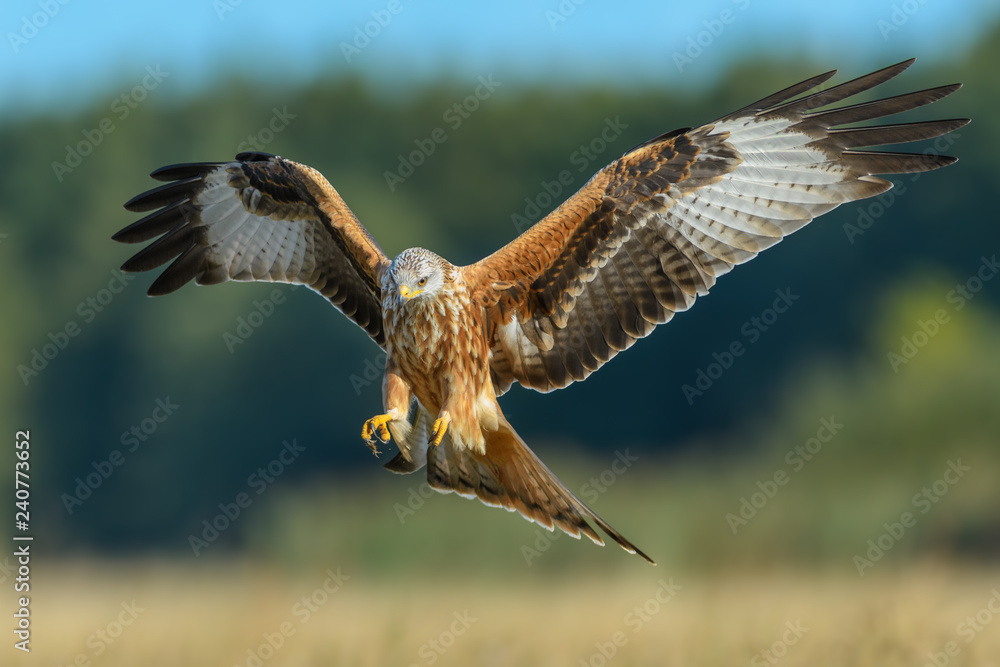 Fototapeta premium flight over the meadow/Red Kite