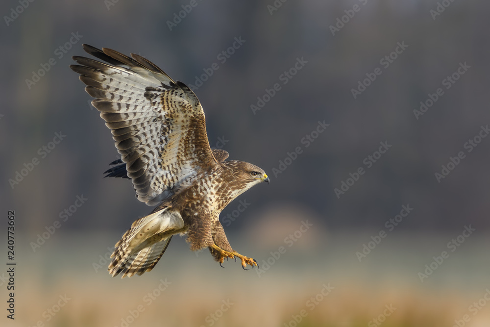 Obraz premium Flight over the meadow/Common Buzzard