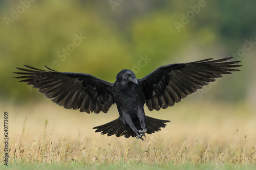 Flight over the meadow/Common Raven