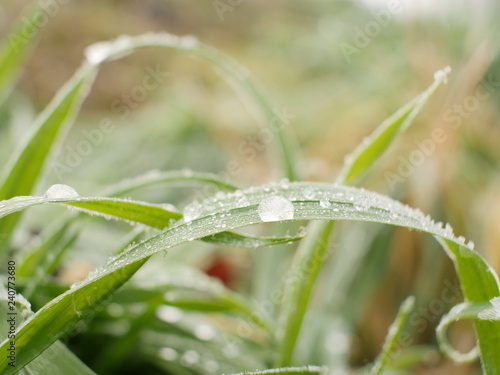 Gras und gefrorene Wassertropfen