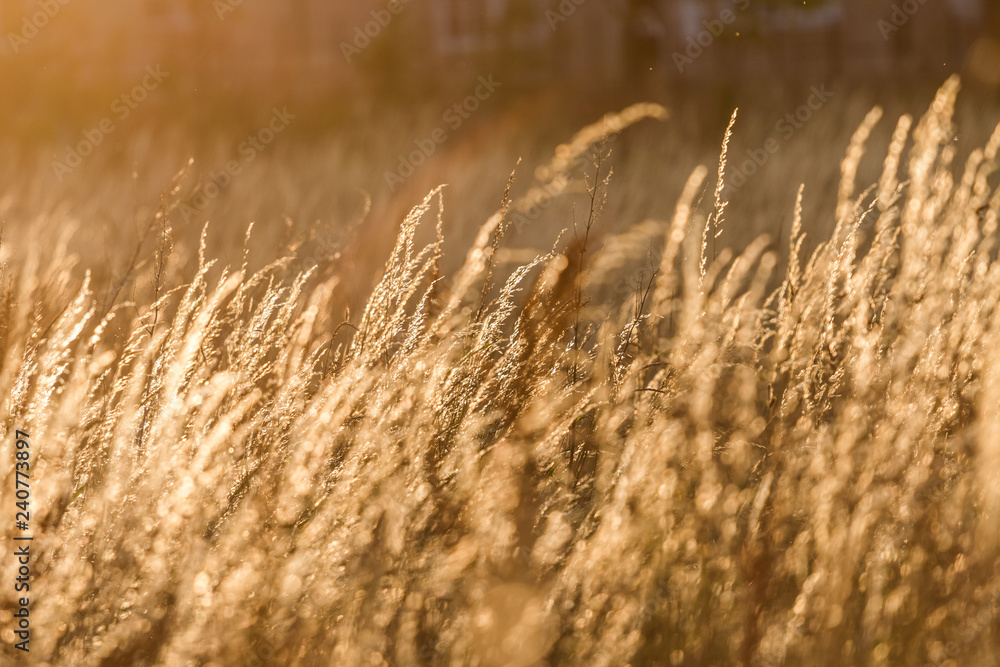 Obraz premium Sunny Tall Grass In Wind