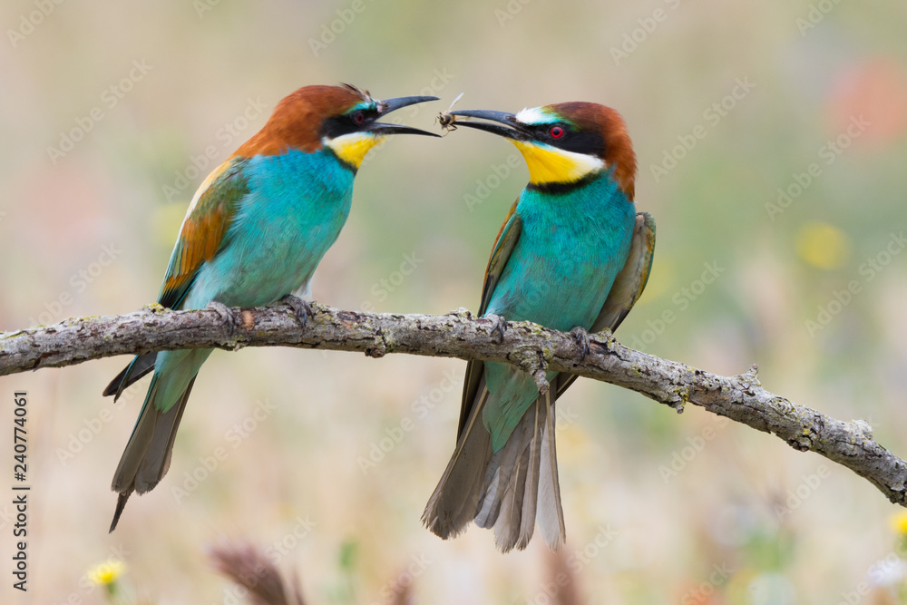 Birds standing on tree branch Birds standing on tree branch