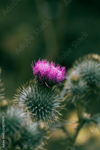 Flowering Pink Thistle Closeup