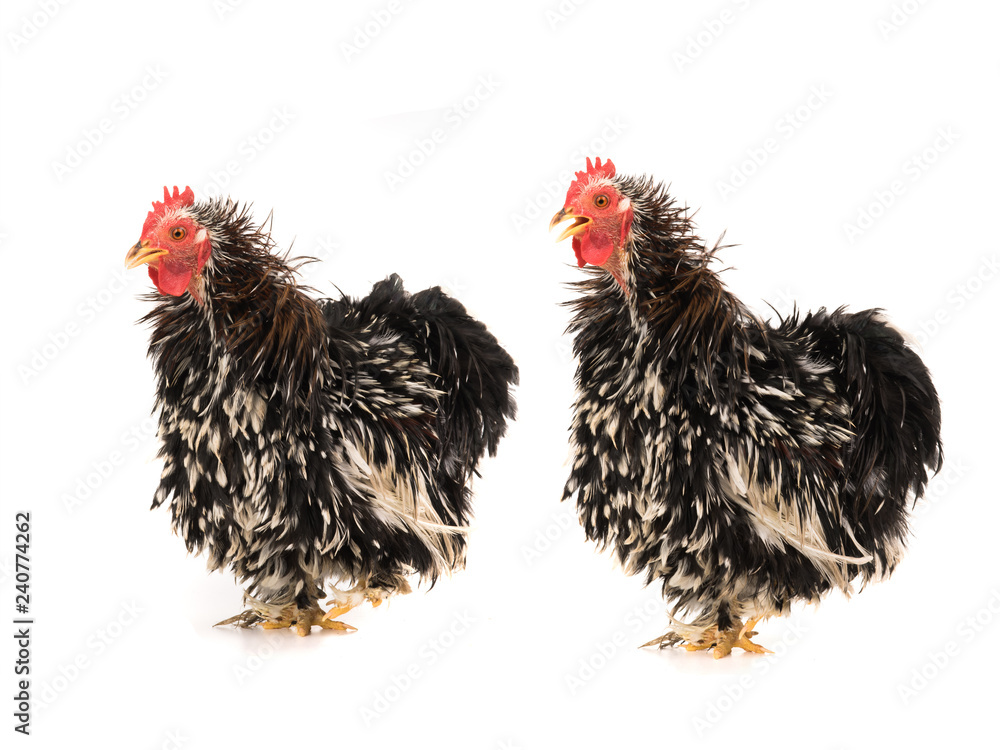 Fototapeta premium two rooster isolated