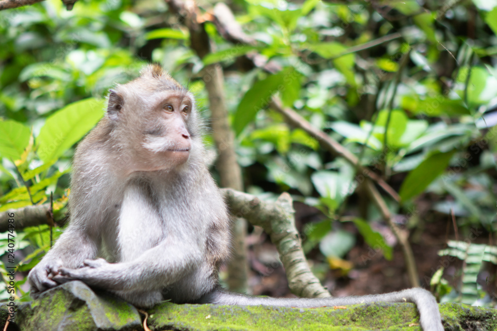 Portrait of a Long-Tailed Monkey in the Sacred Monkey Forest in Ubud, Bali Portrait of a Long-Tailed Monkey in the Sacred Monkey Forest in Ubud, Bali