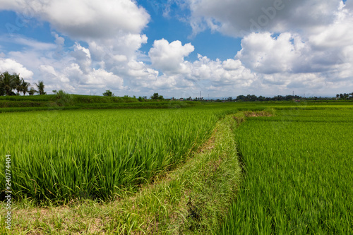 Balinese Countryside with Rice Fields and Blue Sky with Clouds