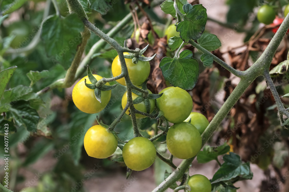 Grüne Tomaten am Stock, Solanum lycopersicum