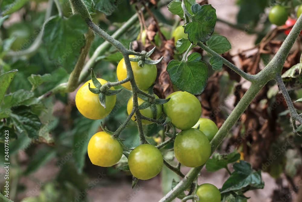 Grüne Tomaten am Stock, Solanum lycopersicum Grüne Tomaten am Stock, Solanum lycopersicum