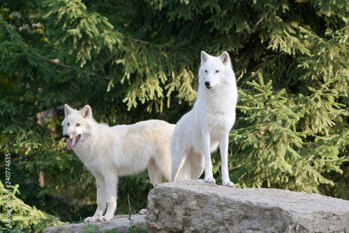 Loup 1