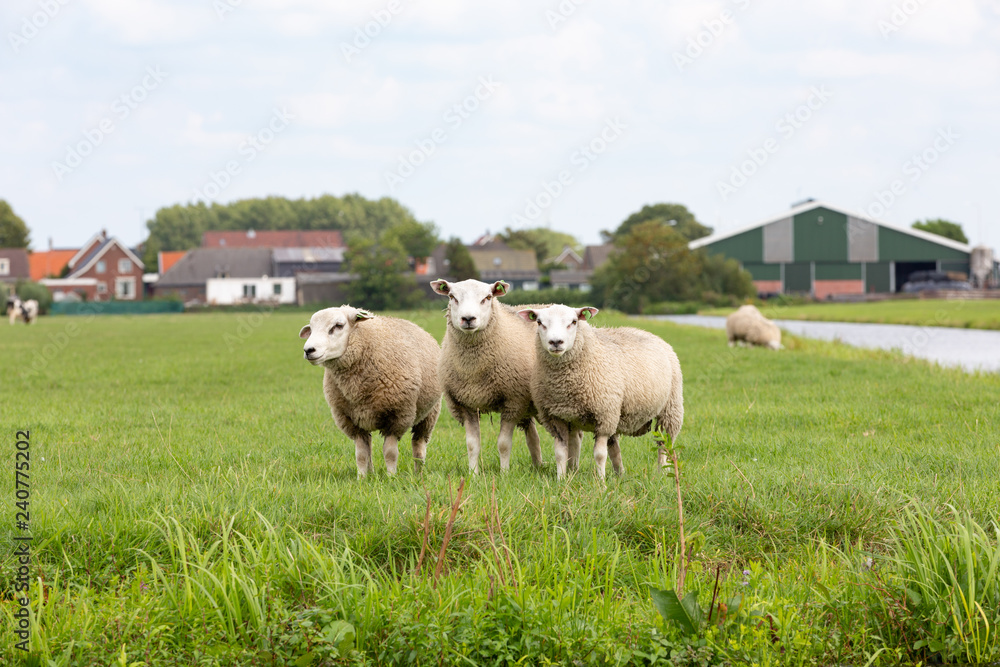 3 white sheeps in a grass pasture in Oud ade. 3 white sheeps in a grass pasture in Oud ade.
