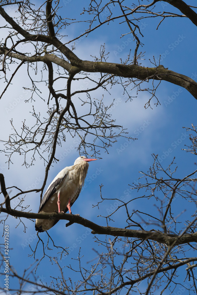 Weißstorch Weißstorch