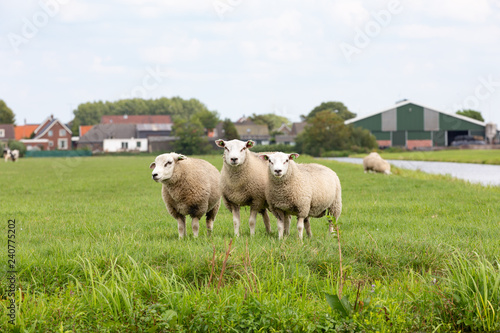 Obraz na plátně 3 white sheeps in a grass pasture in Oud ade.