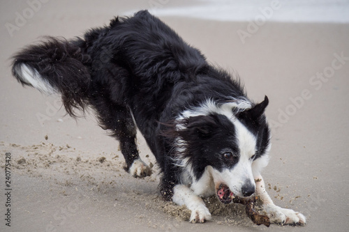 Border Collie spielt am Strand © Holger