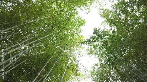 京都府立植物園のハチク