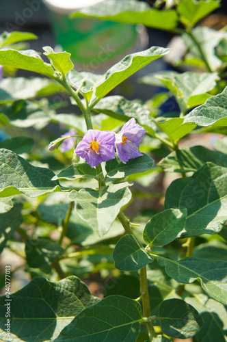 Solanum xanthocarpum or eggplant purple flowers with green foliage