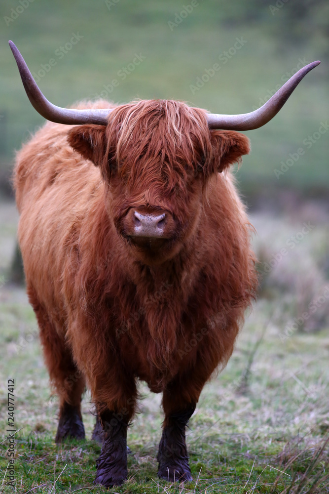 Aberdeen Angus Cow Aberdeen Angus Cow
