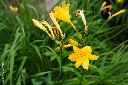 Fototapeta Naklejka Na Ścianę i Meble -  Hemerocallis dumortieri yellow dayliliesflowers with green