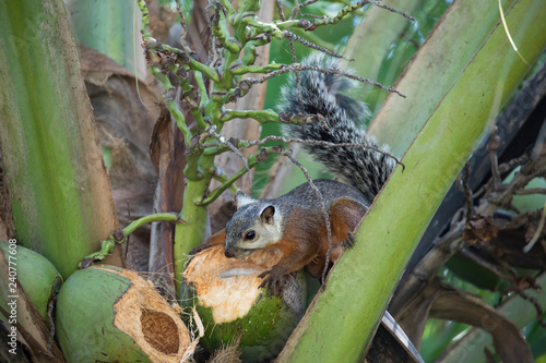 Variegated squirrel (Sciurus variegatoides) eating a coconut in Costa Rica Rainforest photo