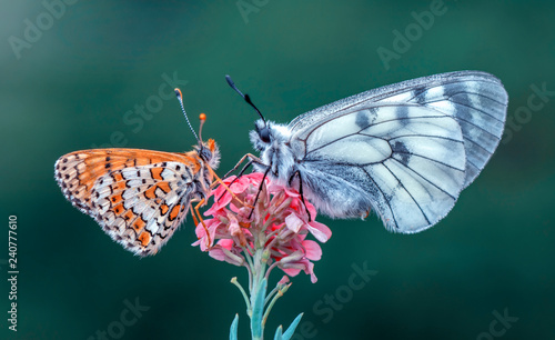 Beautiful butterflies sitting on flower