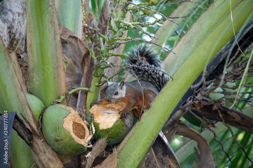 Variegated squirrel (Sciurus variegatoides) eating a coconut in Costa Rica Rainforest photo