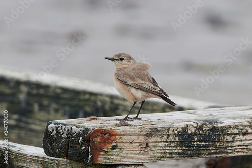 Isabelline wheatear (Oenanthe isabellina)