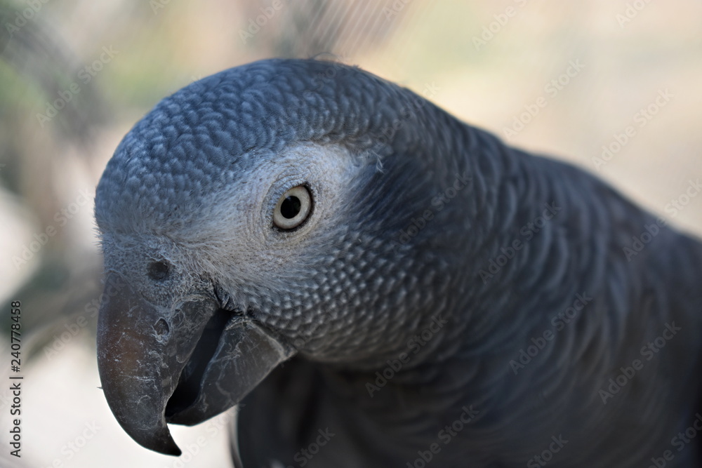 Obraz premium parrot