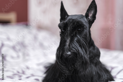 beautiful portrait of a funny Scotch Terrier photo