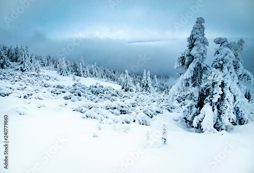 Obraz na plátně gloomy winter snowy landscape