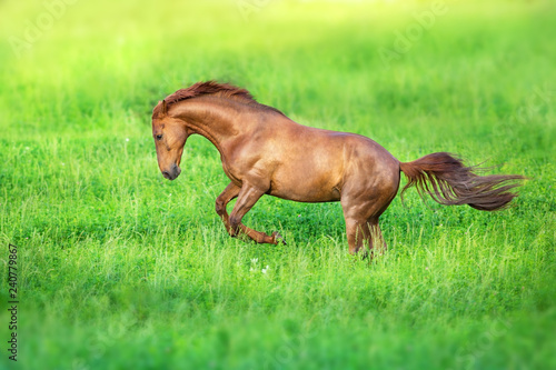 Fototapeta Naklejka Na Ścianę i Meble -  Red stallion free run on green grass