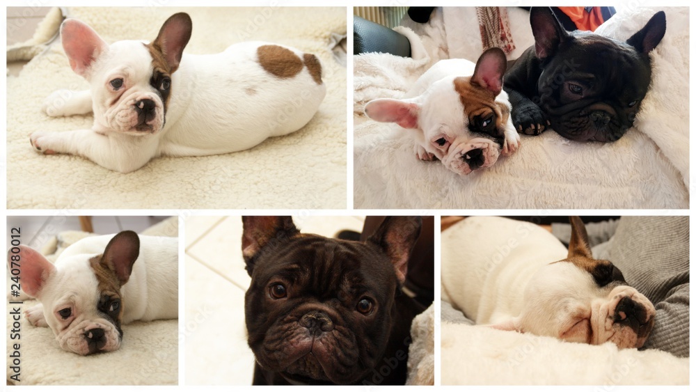 Fototapeta premium composition de bouledodues français