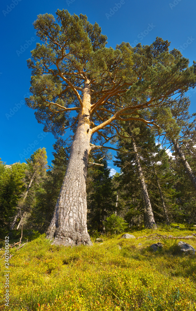 Fototapeta premium View up to the old pine tree with a massiv trunk in the forest, Pyrenees Occidentales, France