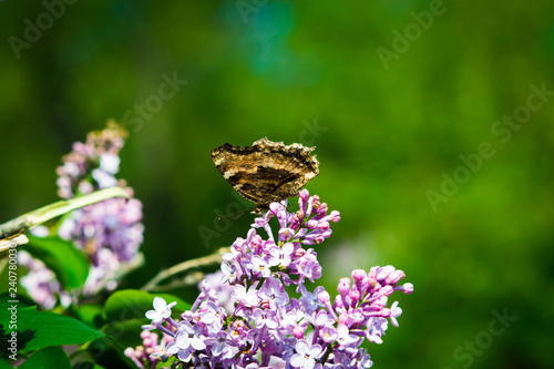 Butterfly on lilac