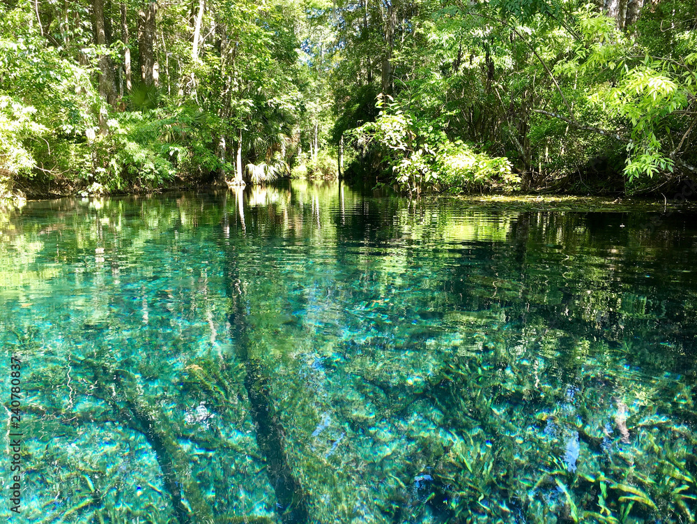 Florida, USA - July 31, 2018: America's largest spring sits untouched within Silver Springs State Park - obrazy, fototapety, plakaty 