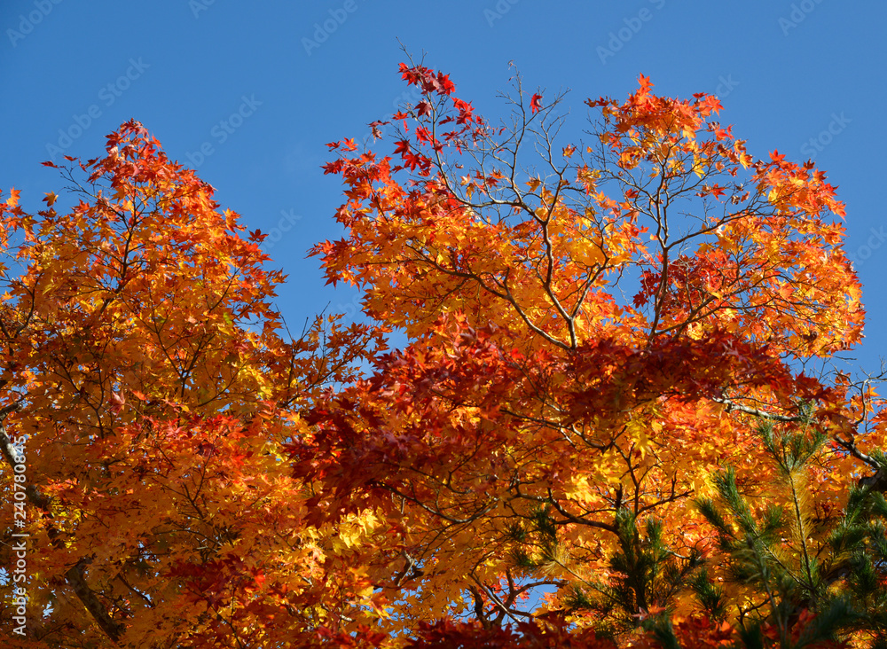 紅葉 紅葉