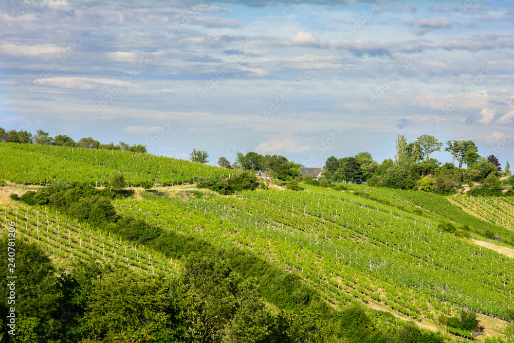 Vineyards in the summer in the suburbs of Vienna. Austria